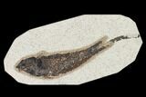 Bargain, Fossil Fish (Knightia) - Wyoming #155535-1